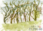 水彩画/宇治体育館と桜木